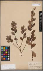Foto von Salix aurita L.